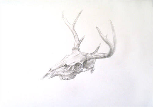 deer skull